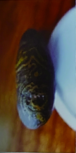 附 圖